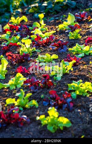 Deutschland, Lollo Rosso Salat wächst im Gemüsegarten Stockfoto