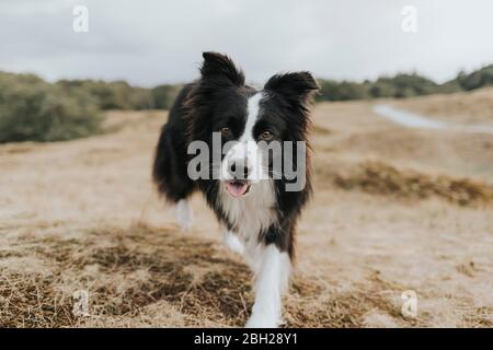 Niederlande, Schiermonnikoog, Porträt von Border Collie in Dünenlandschaft Stockfoto
