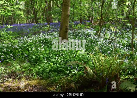 Sankey Valley Linear Park, SSSI Designated Area St Helens .Merseyside. Teil des Mersey Forest. Stockfoto