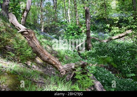 Sankey Valley Linear Park, SSSI Designated Area St Helens .Merseyside. Teil des Mersey Forest. Stockfoto