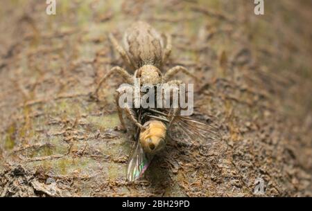 Eine springende Spinne und ein gewöhnliches Haus fliegen auf einem Baum. Stockfoto