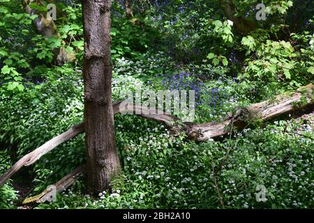 Sankey Valley Linear Park, SSSI Designated Area St Helens .Merseyside. Teil des Mersey Forest. Stockfoto