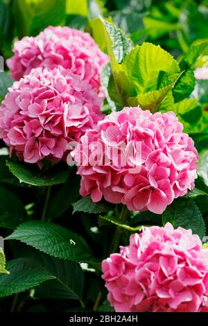 Deutschland, rosa blühende Hortensien (Hydrangea macrophylla) Stockfoto