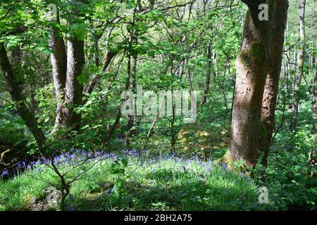 Sankey Valley Linear Park, SSSI Designated Area St Helens .Merseyside. Teil des Mersey Forest. Stockfoto