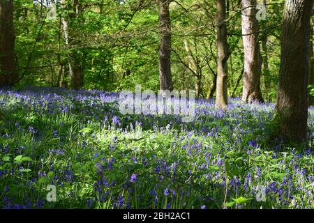 Sankey Valley Linear Park, SSSI Designated Area St Helens .Merseyside. Teil des Mersey Forest. Stockfoto