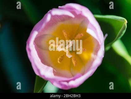 Ein Makro schossen sie in einem rosa Tulpe Blüte mit einem gelben Zentrum. Stockfoto