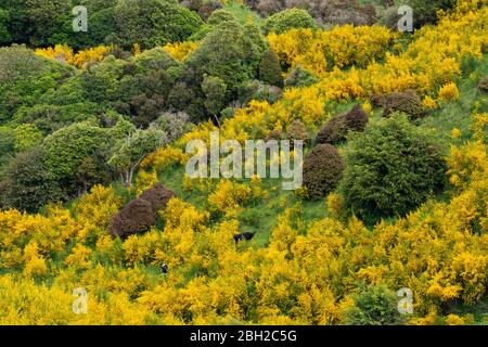 Neuseeland, Otago, Gemeiner Besen (Cytisus scoparius) blüht im Frühjahr Stockfoto