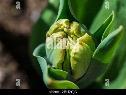 Ein Makrofoto der Blütenknospe einer Tulpenfüßigen Füchseltrab-Pflanze. Stockfoto