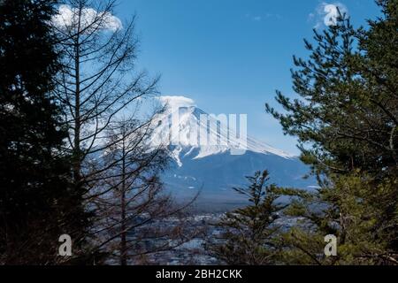Die Wolke auf der Spitze von Fuji mit den Kiefern im Vordergrund Stockfoto