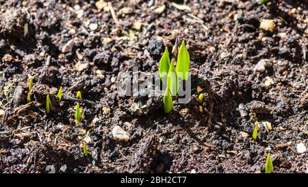 Ein Makrofoto von einigen Fuchstrauben fritillary Pflanzen brechen durch den Boden. Stockfoto