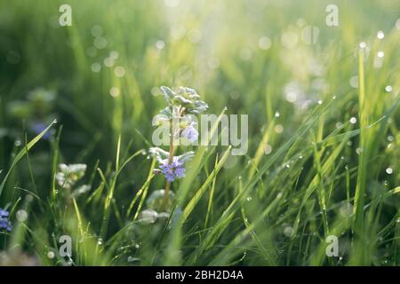 Morgentau auf Rasen Stockfoto