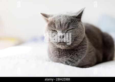 Portrait von grauem britischem Kurzhaar mit geschlossenen Augen, die sich auf dem Bett entspannen
