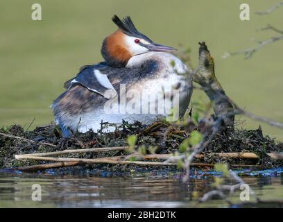 22. April 2020, Brandenburg, Falkenhagen: Ein großer Haubengrebe (Podiceps cristatus) auf seinem Nest am Schlosssee. Als Unterwasserschäger bevorzugt der große Haubenbarsch vor allem kleine Fische, die dann auch zur Fütterung der Jungen verwendet werden. Ein großer Haubengrebe macht seinem Namen alle Ehre. Er ist ein ausgezeichneter Unterwasser-Schwimmer, der kleine Fische und Wasserinsekten jagt. Ein Tauchgang dauert normalerweise 30 Sekunden. Foto: Patrick Pleul/dpa-Zentralbild/ZB Stockfoto