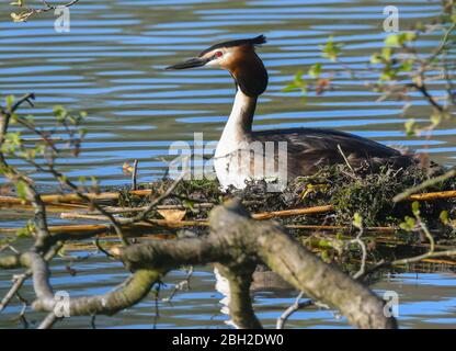 22. April 2020, Brandenburg, Falkenhagen: Ein großer Haubengrebe (Podiceps cristatus) an seinem Nest am Burgsee. Als Unterwasserschäger bevorzugt der große Haubenbarsch vor allem kleine Fische, die dann auch zur Fütterung der Jungen verwendet werden. Ein großer Haubengrebe macht seinem Namen alle Ehre. Er ist ein ausgezeichneter Unterwasser-Schwimmer, der kleine Fische und Wasserinsekten jagt. Ein Tauchgang dauert normalerweise 30 Sekunden. Foto: Patrick Pleul/dpa-Zentralbild/ZB Stockfoto