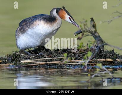 22. April 2020, Brandenburg, Falkenhagen: Ein großer Haubengrebe (Podiceps cristatus) auf seinem Nest am Schlosssee. Als Unterwasserschäger bevorzugt der große Haubenbarsch vor allem kleine Fische, die dann auch zur Fütterung der Jungen verwendet werden. Ein großer Haubengrebe macht seinem Namen alle Ehre. Er ist ein ausgezeichneter Unterwasser-Schwimmer, der kleine Fische und Wasserinsekten jagt. Ein Tauchgang dauert normalerweise 30 Sekunden. Foto: Patrick Pleul/dpa-Zentralbild/ZB Stockfoto