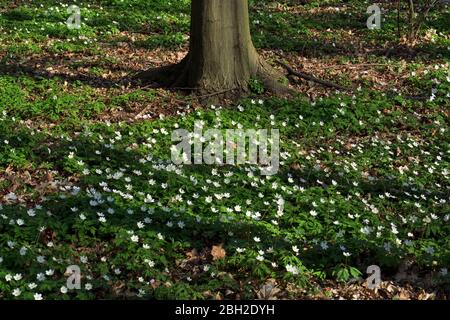 Deutschland, Waldanemonen (Anemone nemorosa) blühend im Frühling Stockfoto