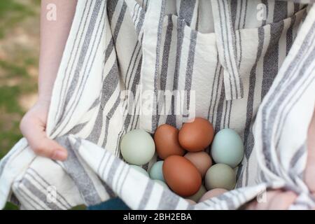 Nahaufnahme der Hände einer Frau, die organische bunte Eier in ihrer Schürze hält. Selektiver Fokus mit extrem geringer Schärfentiefe und unscharfem Hintergrund. Stockfoto