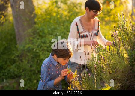 Mutter und Tochter pflücken Lavendel in der Landschaft bei Sonnenuntergang Stockfoto