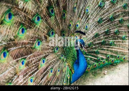 Malaysia, Portrait des Pfaus Fächerung Schwanz Stockfoto