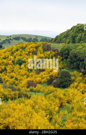 Neuseeland, Otago, Gemeiner Besen (Cytisus scoparius) blüht im Frühjahr Stockfoto