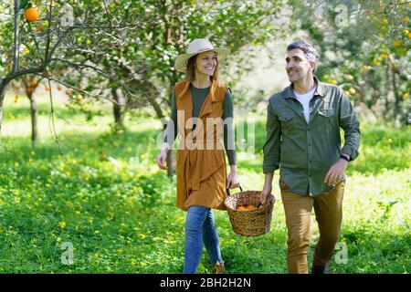 Paar zu Fuß mit Korb voller Orangen auf dem Feld Stockfoto