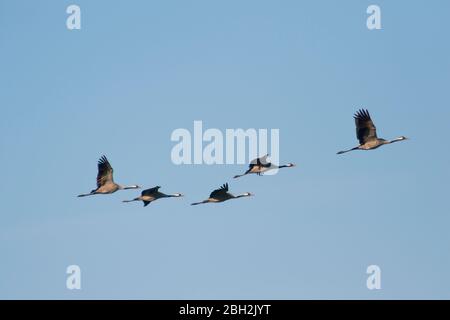Deutschland, Schar von gewöhnlichen Kranichen (Grus grus) fliegen gegen klaren blauen Himmel Stockfoto