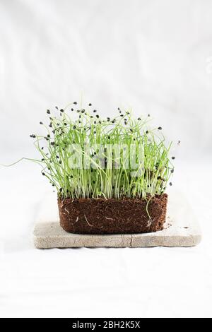 Studio Schuss von frischen Zwiebeln Microgreens Stockfoto