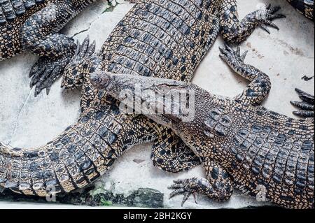 Malaysia, Hochwinkelansicht von Krokodilen, die auf Steinoberfläche ruhen Stockfoto