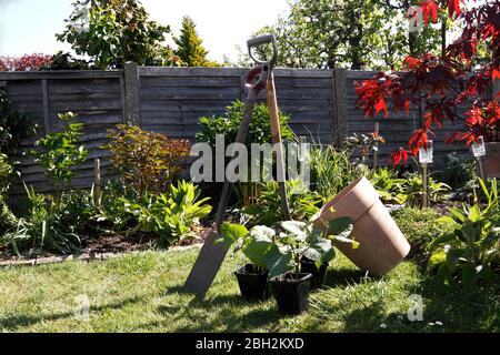 SCHARLACHROTE KAISER LÄUFER BOHNENPFLANZEN Stockfoto