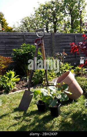 SCHARLACHROTE KAISER LÄUFER BOHNENPFLANZEN Stockfoto