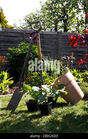 SCHARLACHROTE KAISER LÄUFER BOHNENPFLANZEN Stockfoto