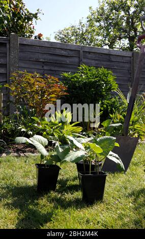 SCHARLACHROTE KAISER LÄUFER BOHNENPFLANZEN Stockfoto