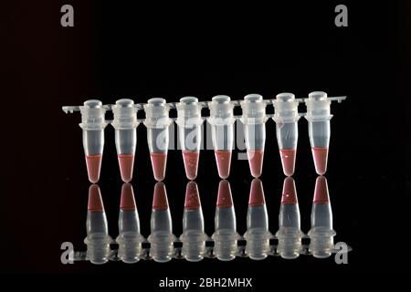 PCR-Mikroröhrchen zur Identifizierung von Coronavirus auf Schwarz Stockfoto