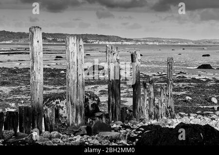 Verwitterte Groynes in Gwynedd North Wales an der Aber-Küste mit der Menai-Straße im Hintergrund Stockfoto