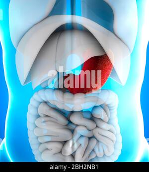 Der Magen ist ein muskulöses, hohles Organ im Magen-Darm-Trakt. Es hat eine erweiterte Struktur und fungiert als lebenswichtiges Verdauungsorgan. Stockfoto