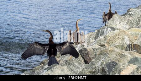 Seevögel Australasian Darters auf Felsen trocknen ihre Flügel entlang des Swan River Perth Western Australia. Stockfoto