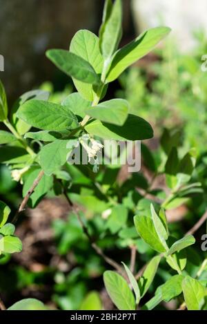 Honeyberry (Lonicera caerulea) Busch in Blüte. South Yorkshire, England, Großbritannien. Stockfoto