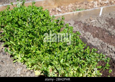 Maissalat (Valerianella locusta) 'Cavallo' beginnt zu blühen. England, Großbritannien. Stockfoto