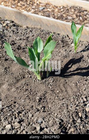 Schwarze Schwarzwurzelpflanzen (Scorzonera hispanica) 'Long Black Maxima' wachsen auf einem Kleinwuchs. South Yorkshire, England, Großbritannien. Stockfoto