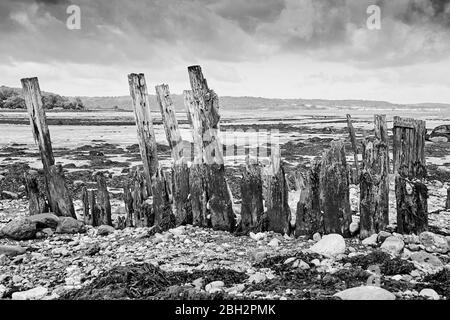 Verwitterte Groynes in Gwynedd North Wales an der Aber-Küste mit der Menai-Straße im Hintergrund Stockfoto