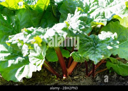 Rhabarberpflanze (Rheum x hybridum) 'Timperley früh' wächst auf einer Schotteranlage. South Yorkshire, England, Großbritannien. Stockfoto