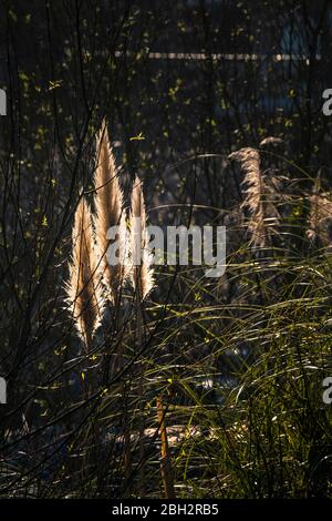 Pampas Grass Cortaderia selloana blüht die endlichtschicht hinterleuchtete Blüte. Stockfoto