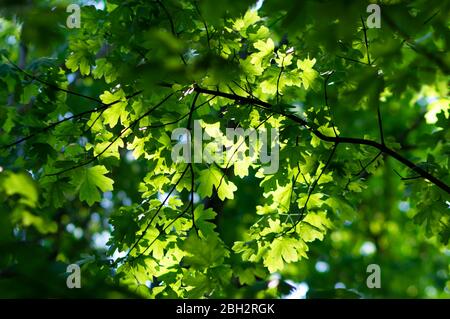 Grüne Blätter, die durch Sonnenlicht beleuchtet sind und frisches Frühlingswachstum zeigen. Stockfoto