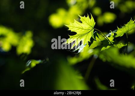 Ein grünes Blatt, das von Sonnenlicht beleuchtet wird und frisches Frühlingswachstum zeigt. Stockfoto