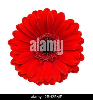 Roter Gerbera Blütenkopf isoliert auf weißem Hintergrund Stockfoto