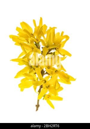 Frühling blühende Forsythia Blume. Gelbe Blüten isoliert auf weißem Hintergrund Stockfoto