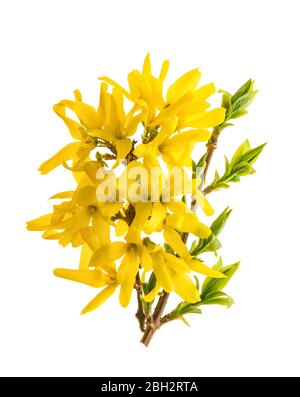 Blüte Forsythia Blume. Frühlingsblumen isoliert auf weißem Hintergrund Stockfoto