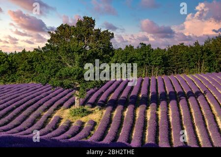 Lavendel Feld in der Nähe von Banon, Vaucluse, Alpes-de-Haute-Provence, Landschaft, Provence, Frankreich Stockfoto