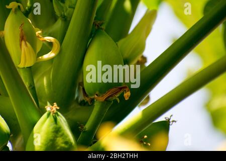 Papaya Baum mit Blume und Früchten Stockfoto