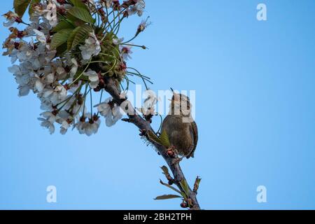 Wren- Troglodytes troglodytes in vollem Lied thront auf Wild Cherry- Prunus avium. Feder. Stockfoto